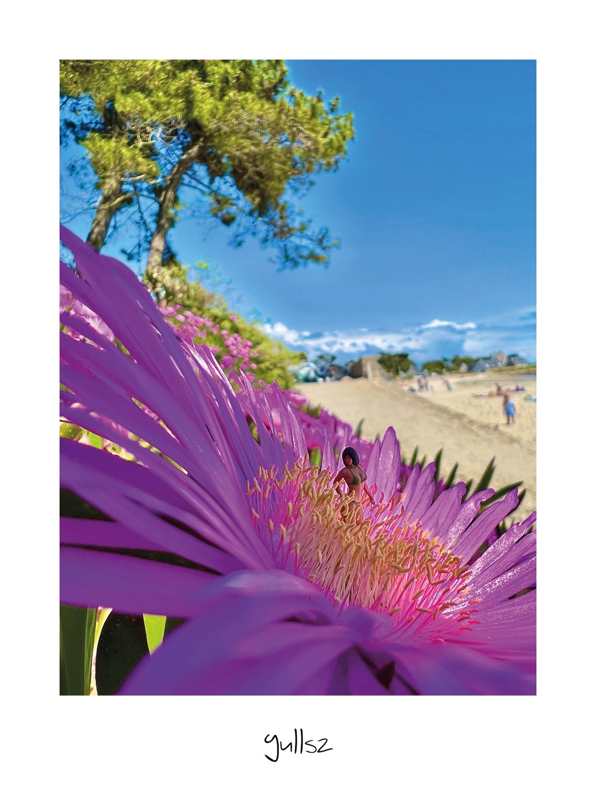 Photographie de fleurs colorées printanières poussant sur le sable de la plage de Ty Bihan à Carnac.