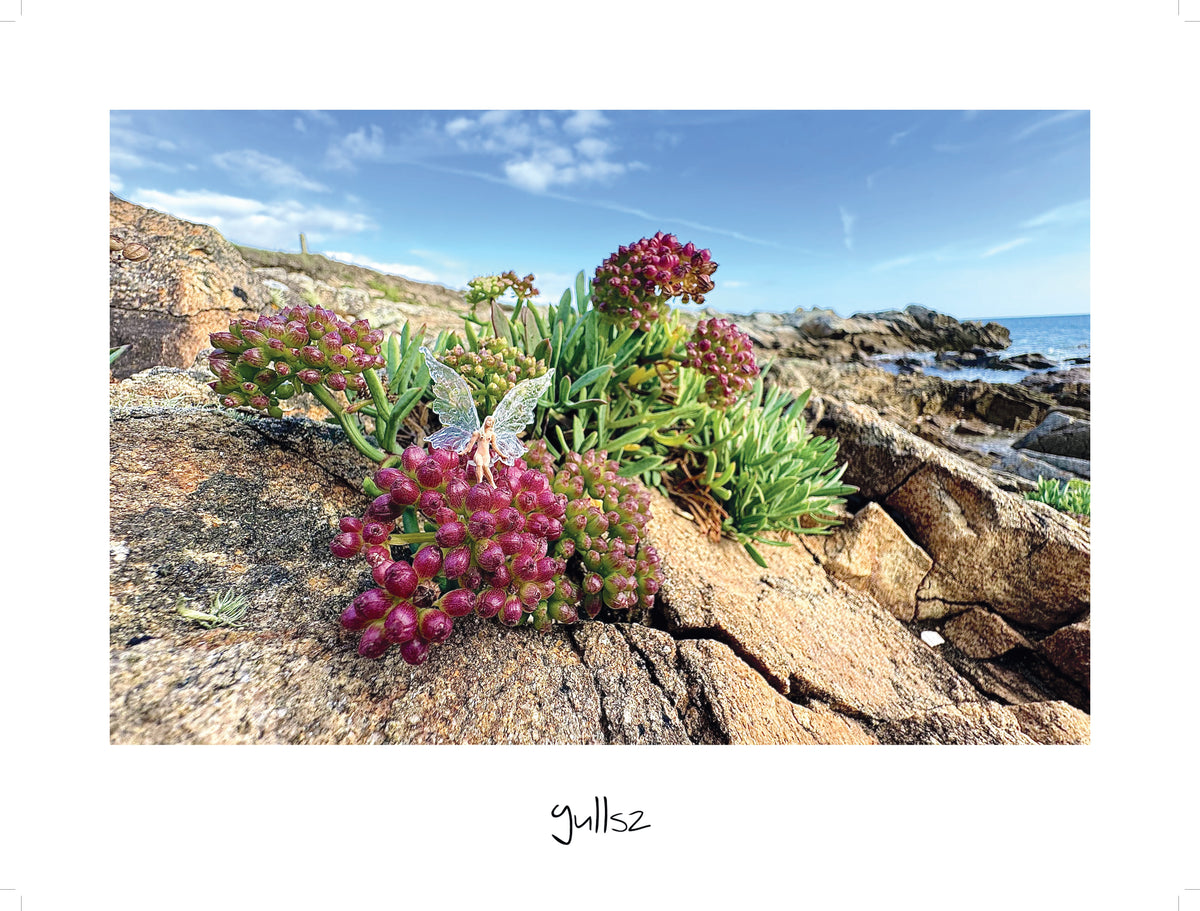 Affiche bretagne montrant des plantes griffes de sorcière au bord de la plage de Légenèse.